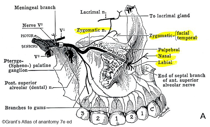 Distribution du nerf trijumeau Cranial nerve V-Dr Chamberland orthodontiste à Québec